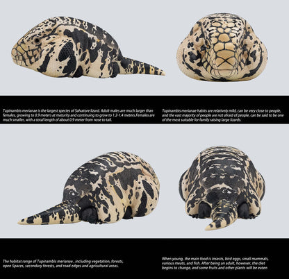 Argentine Black & White Tegu | Salvator Merianae