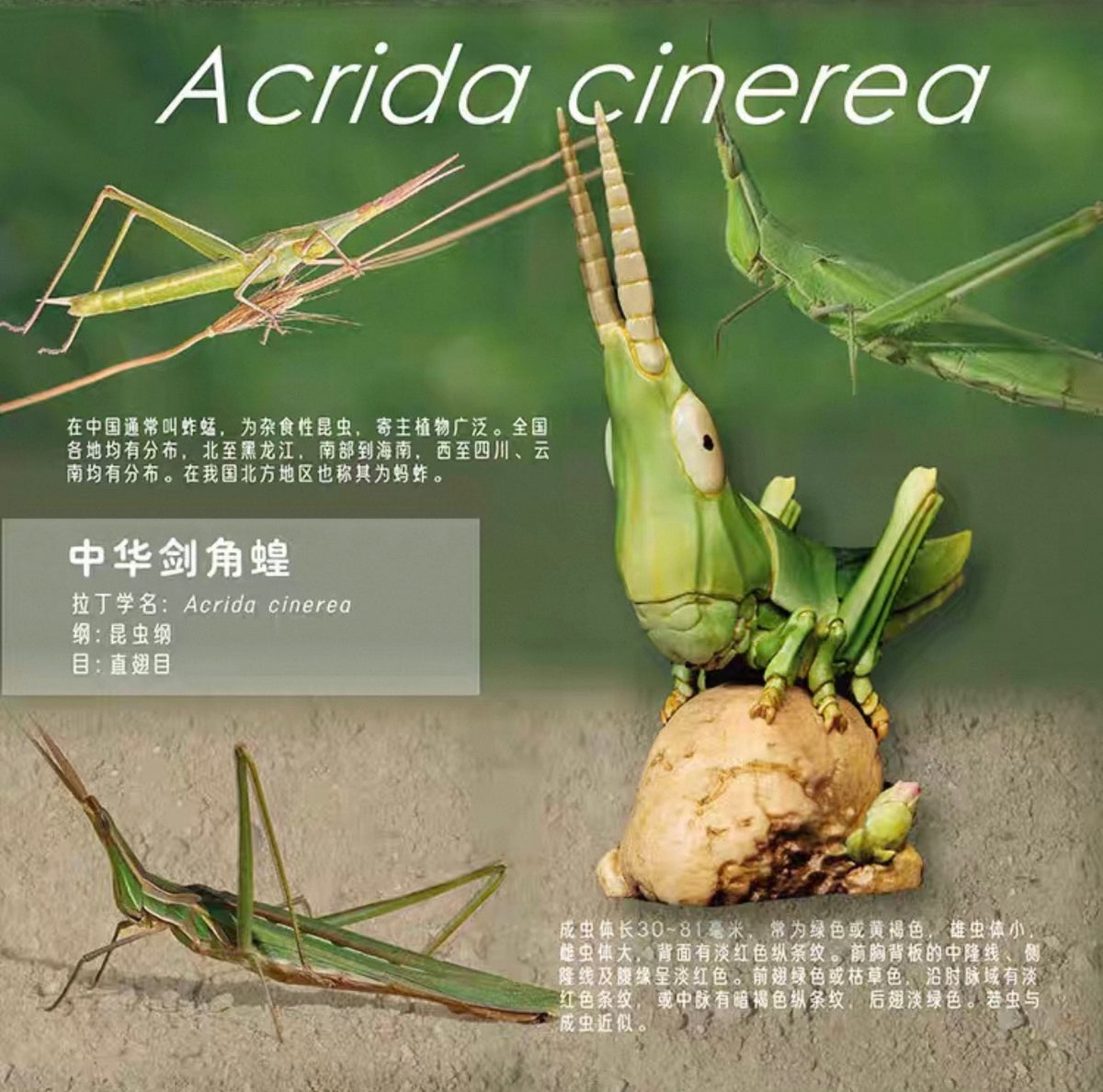 Oriental Longheaded Grasshopper | Acrida Cinerea