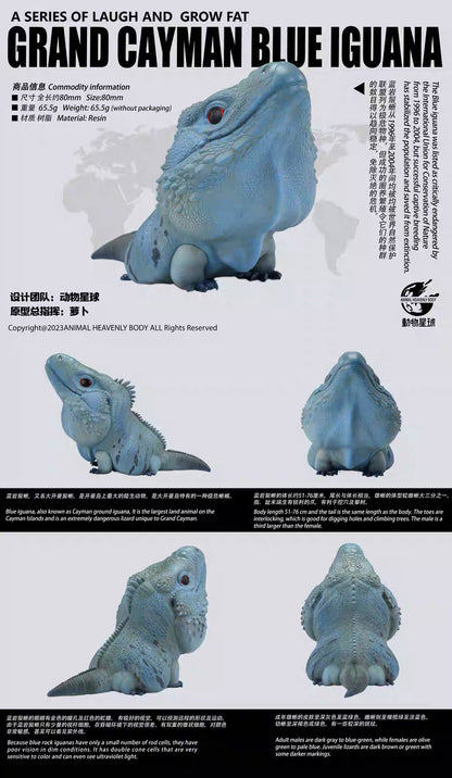 Blue Iguana | Cyclura Lewisi