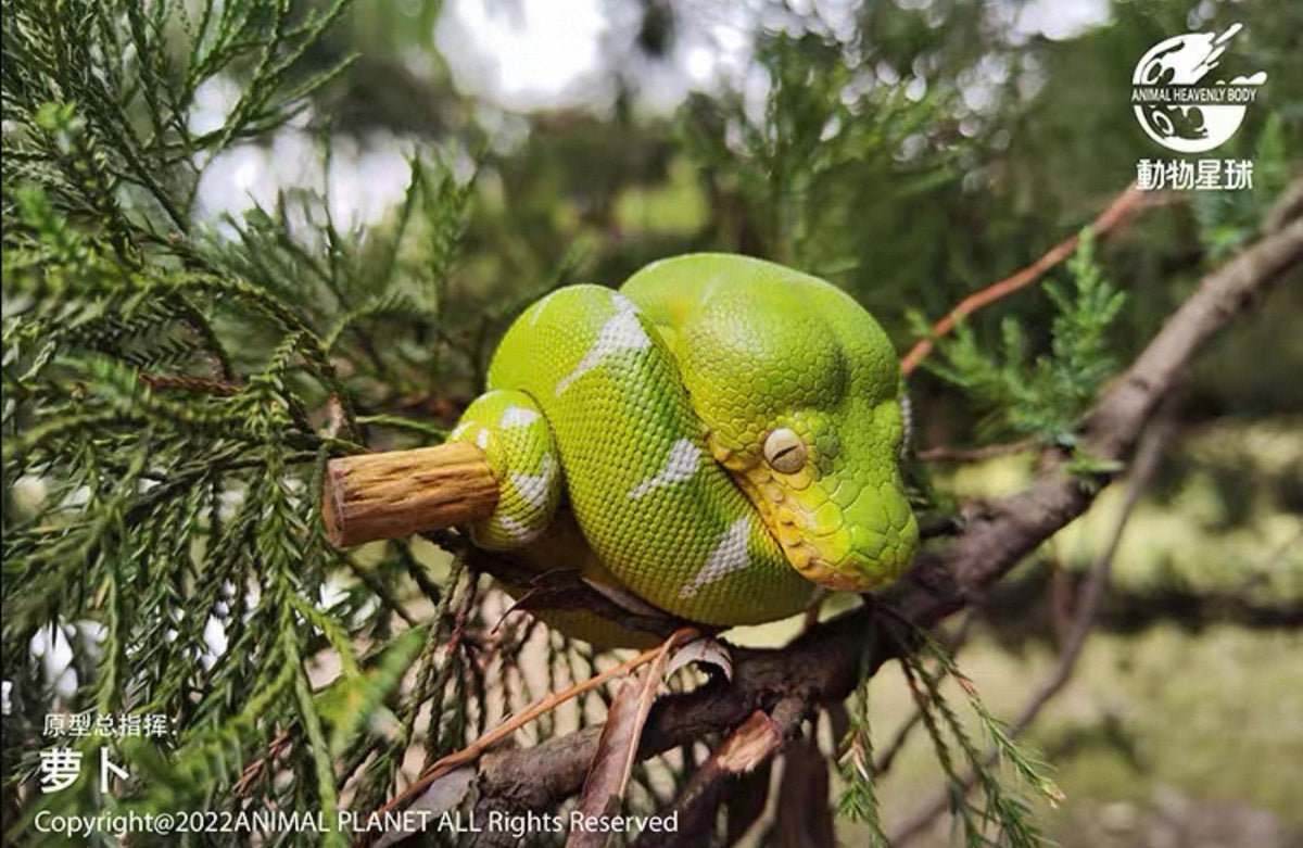 Emerald Tree Boa | Corallus Caninus