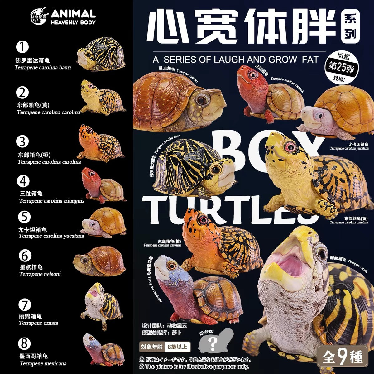 Three-toed Box Turtle | Terrapene Carolina Triunguis
