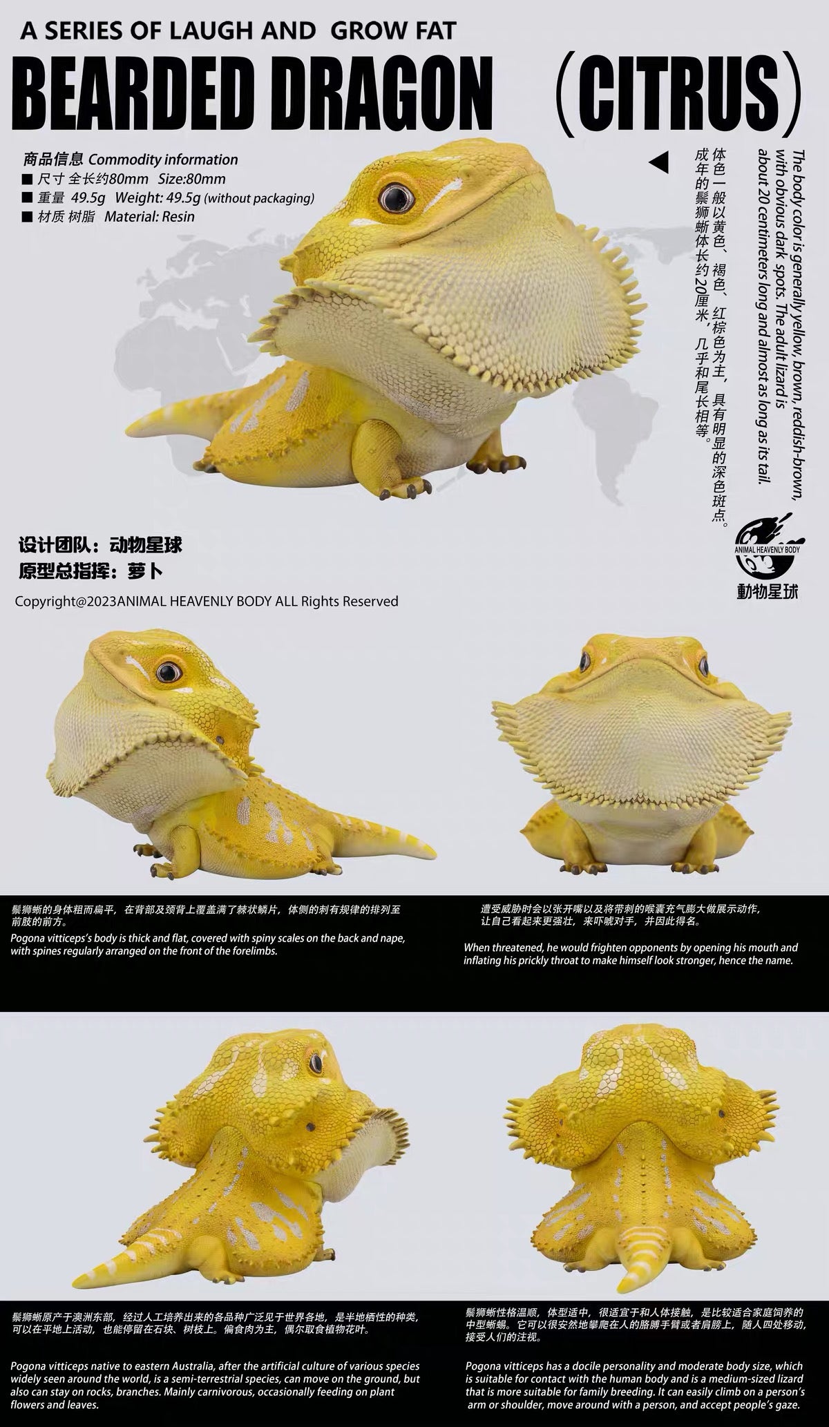 Central Bearded Dragon (Citrus) | Pogona Vitticeps