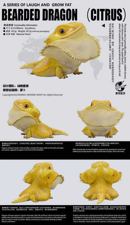Central Bearded Dragon (Citrus) | Pogona Vitticeps