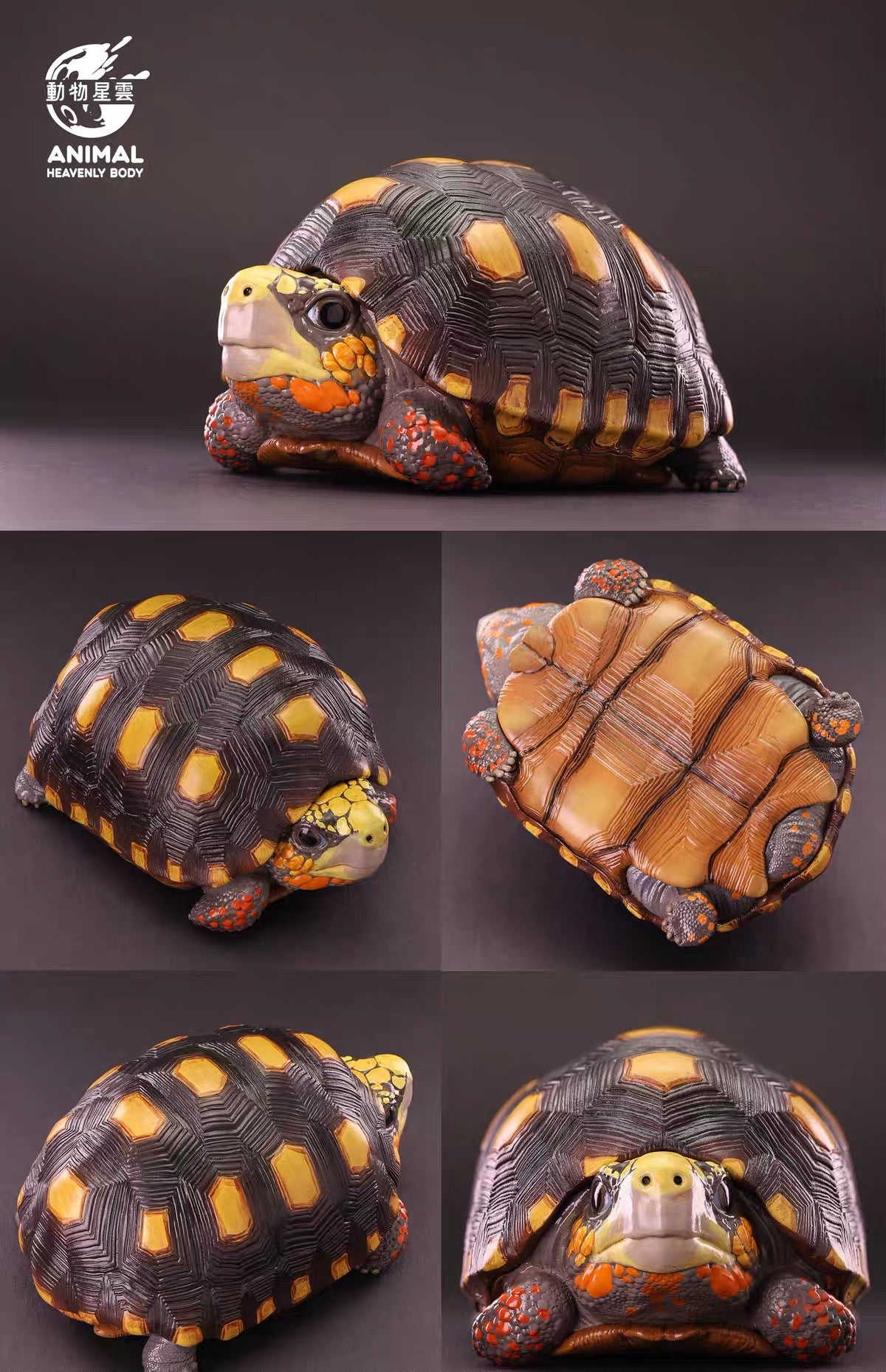 Red-footed Tortoise | Chelonoidis Carbonarius