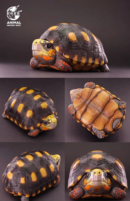 Red-footed Tortoise | Chelonoidis Carbonarius