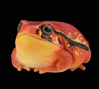 Tomato Frog | Dyscophus