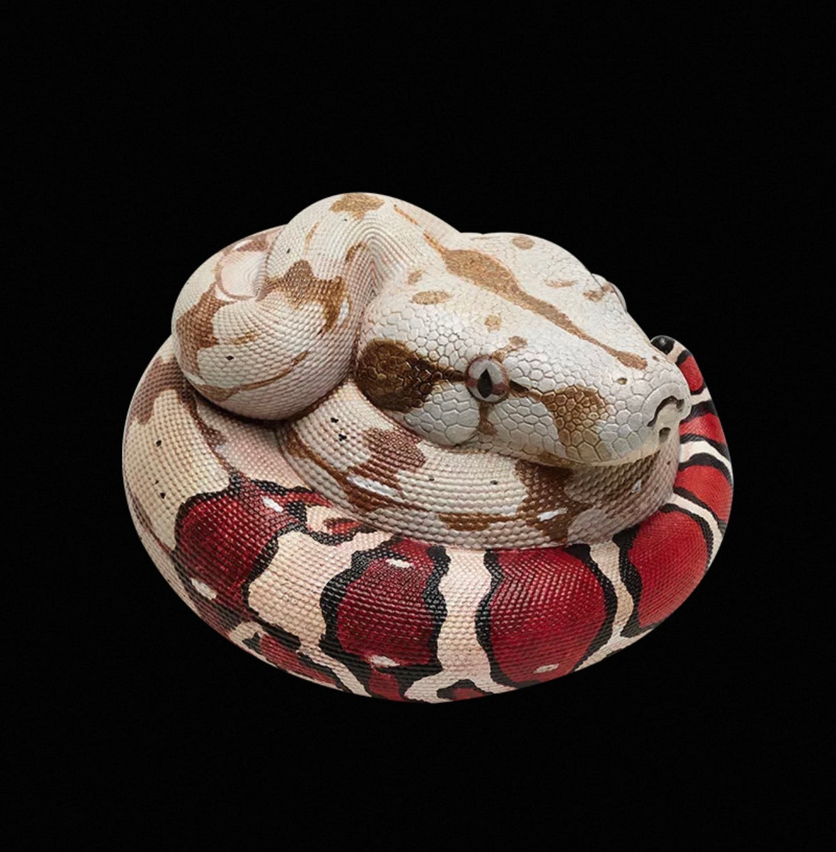 Boa Constrictor | Boa Constrictor Constrictor