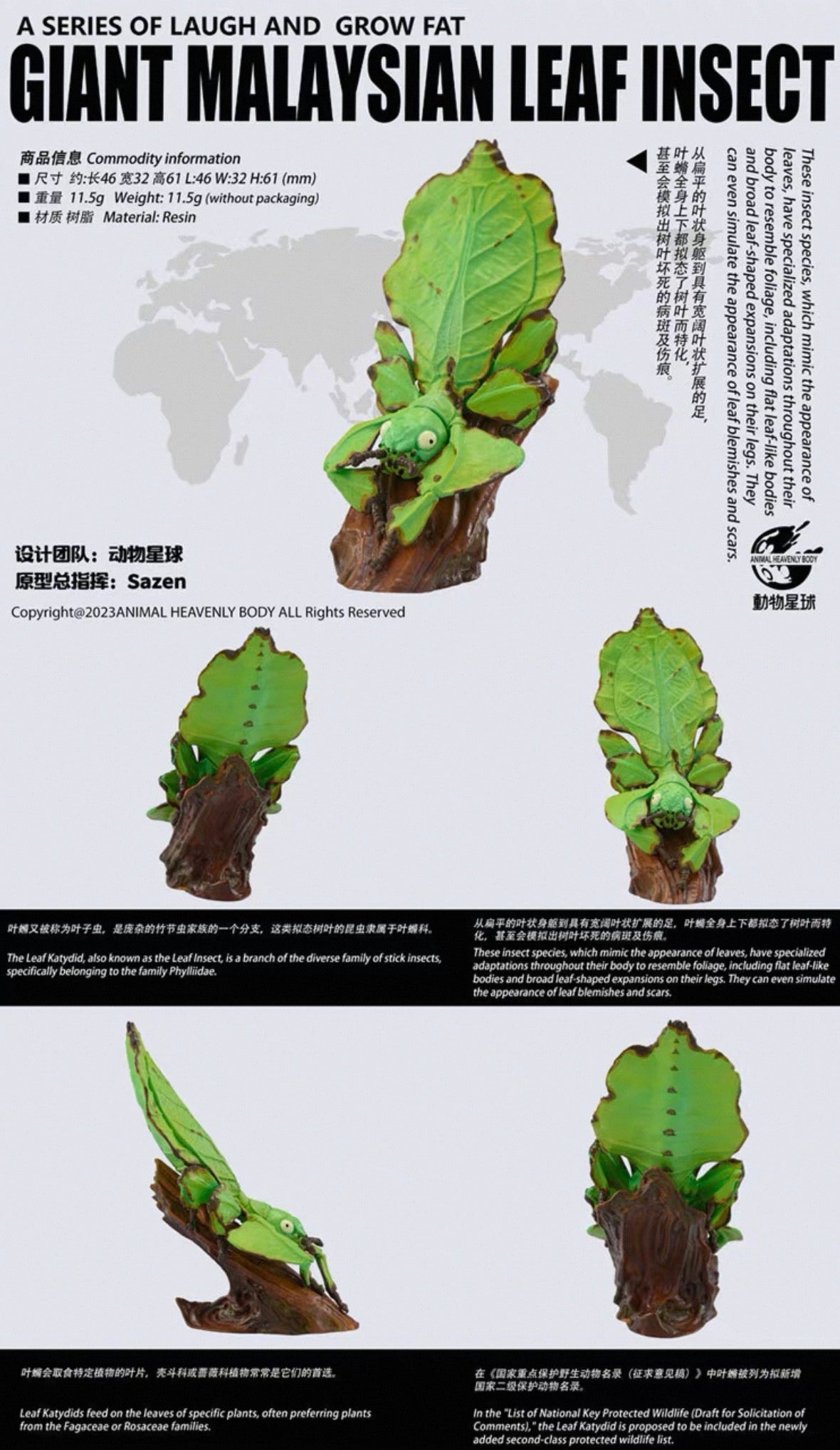 Giant Leaf Insect | Pulchriphyllium Giganteum