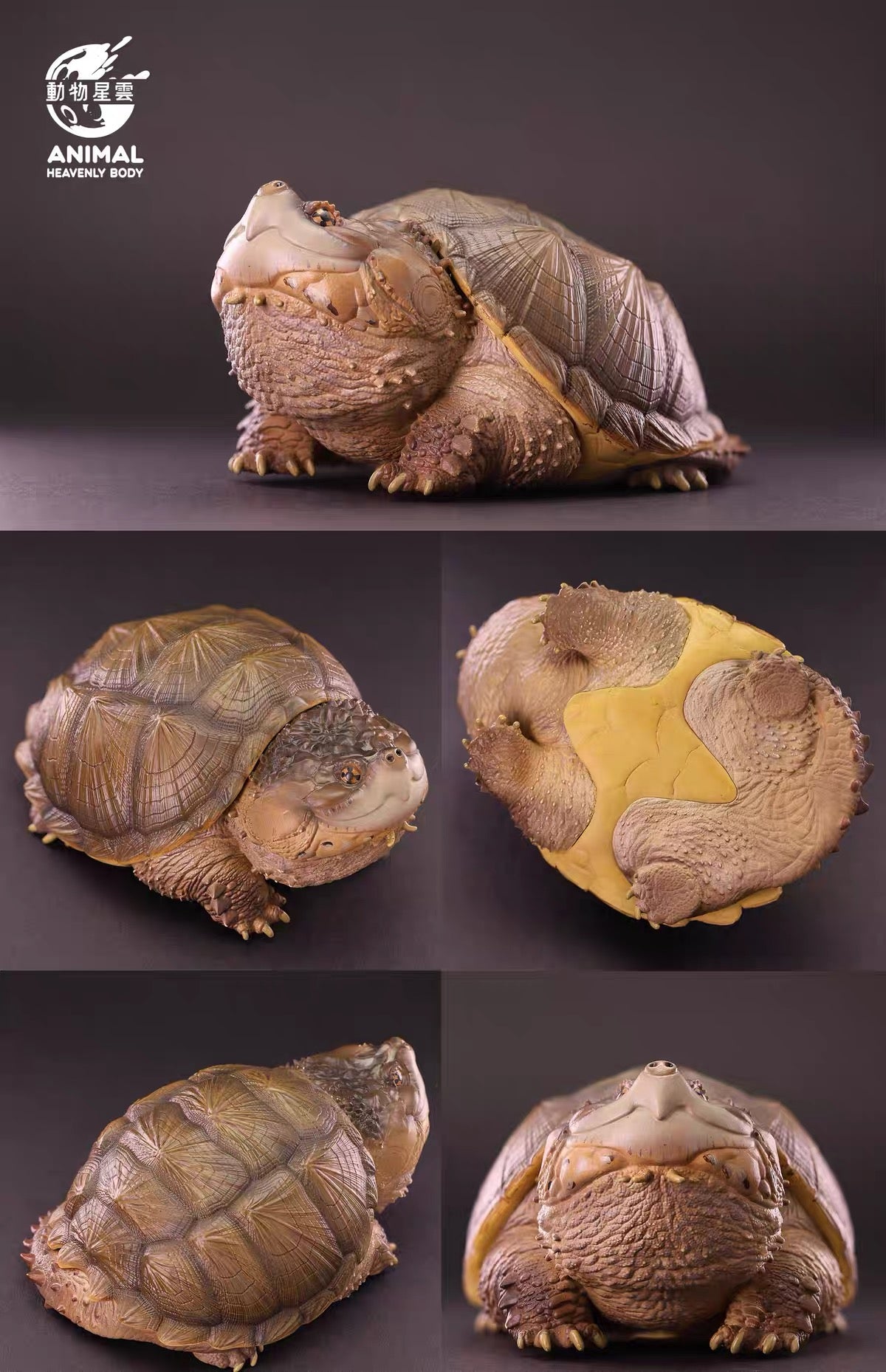Common Snapping Turtle | Chelydra Serpentina
