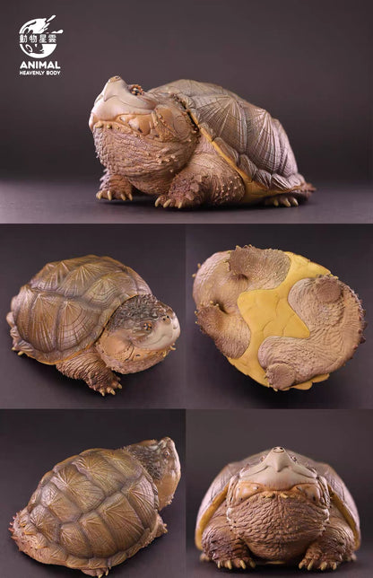 Common Snapping Turtle | Chelydra Serpentina