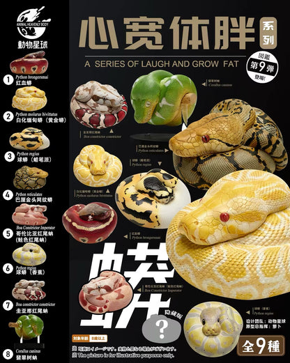 Burmese Python (Albino) | Python Bivittatus