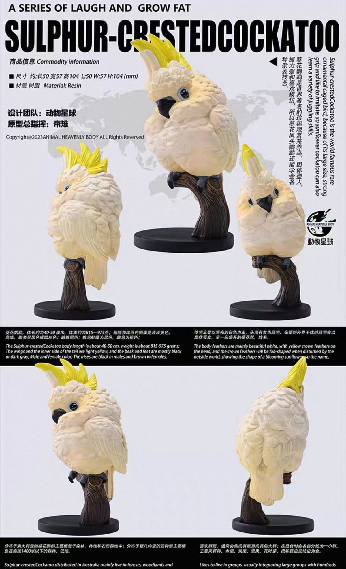 Sulphur-crested Cockatoo | Cacatua Galerita