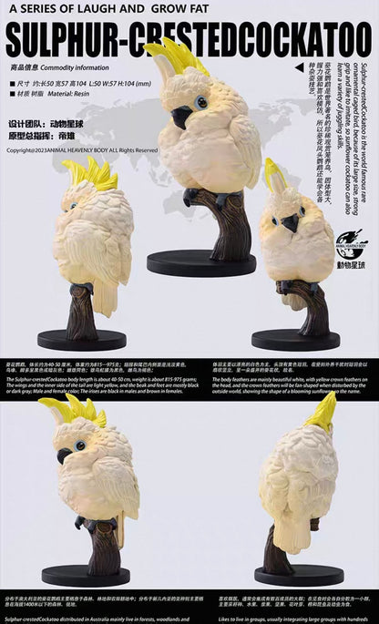 Sulphur-crested Cockatoo | Cacatua Galerita