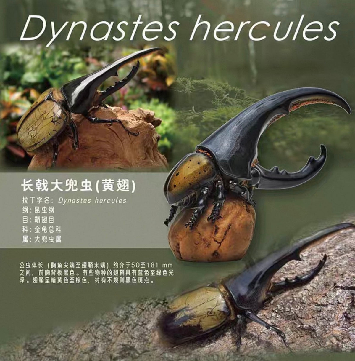 Hercules Beetle (Yellow Wing) | Dynastes Hercules