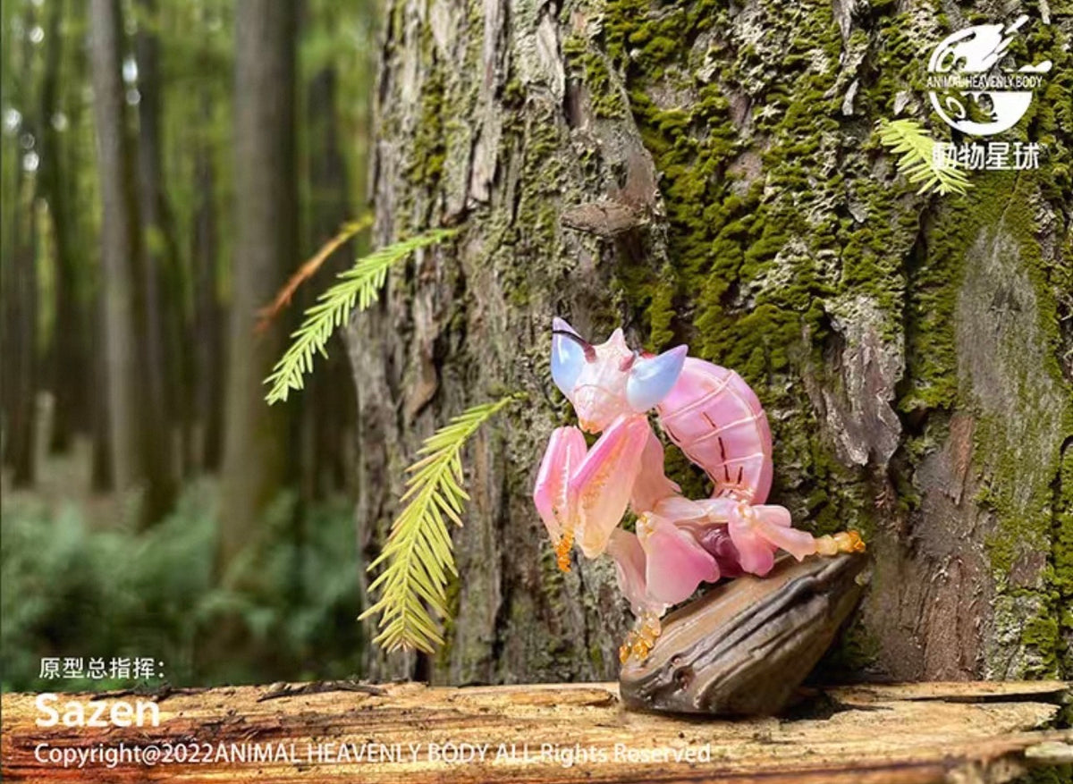 Orchid Mantis | Hymenopus Coronatus