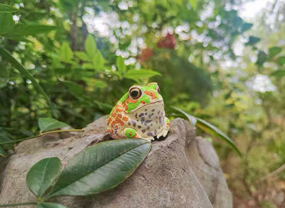Chaco Horned Frog | Chacophrys Pierottii