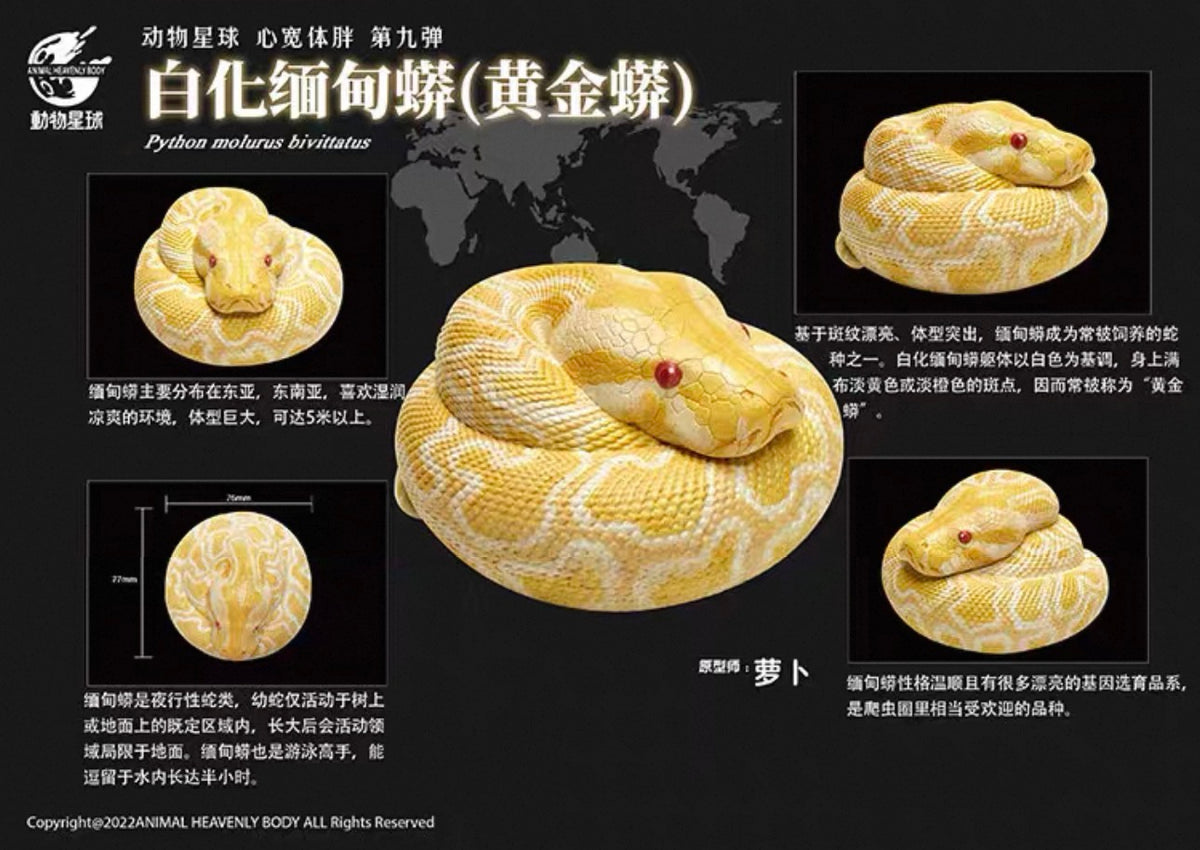 Burmese Python (Albino) | Python Bivittatus
