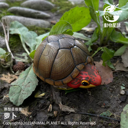 Red-cheeked Mud Turtle | Kinosternon Scorpioides