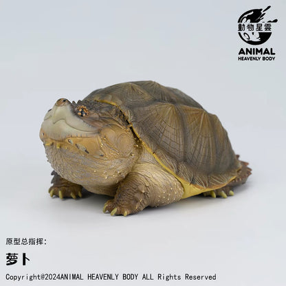 Common Snapping Turtle | Chelydra Serpentina