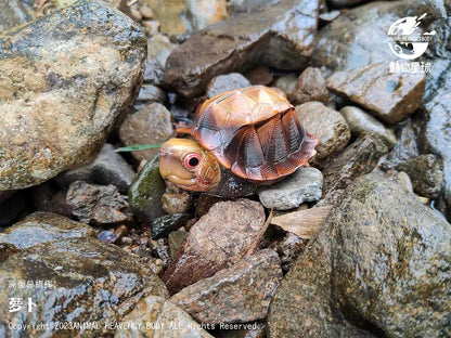 Keeled Box Turtle | Cuora Mouhotii