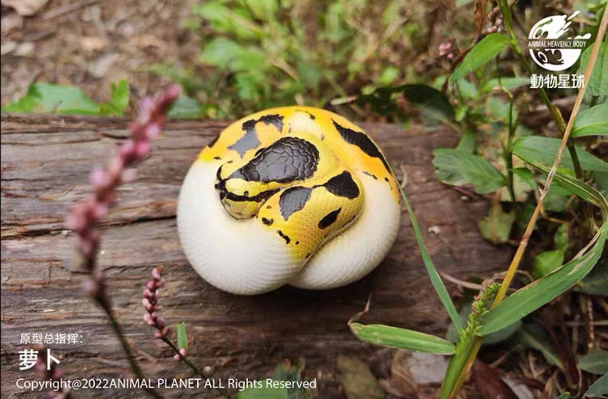 Ball Python (Pied) | Python Regius