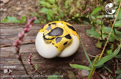 Ball Python (Pied) | Python Regius