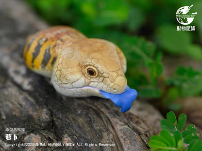 Blue-Tongued Skink | Tiliqua Scincoides