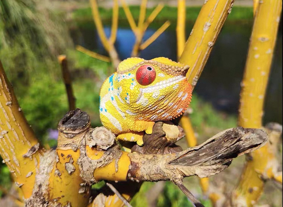 Panther Chameleon | Furcifer Pardalis