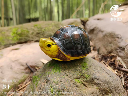 Chinese Box Turtle (Taiwan) | Cuora Flavomarginata