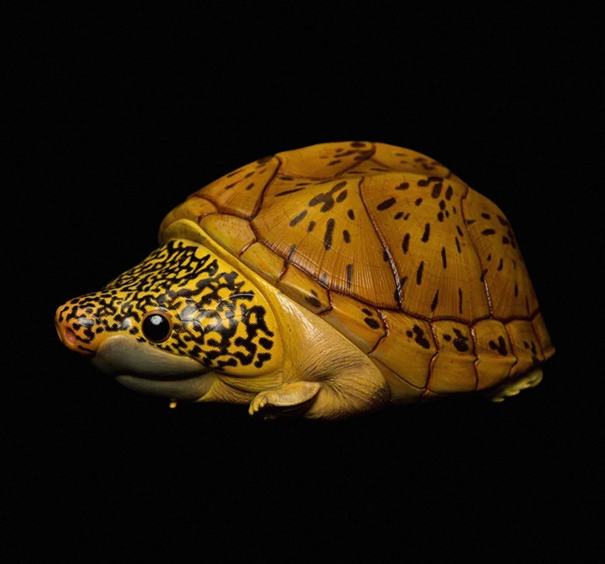 Salvin's Giant Musk Turtle | Staurotypus Salvinii
