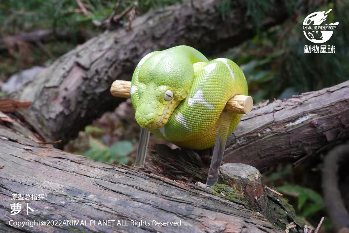 Emerald Tree Boa | Corallus Caninus