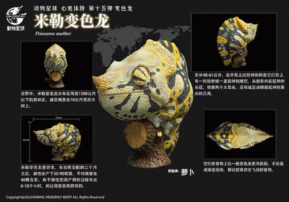 Meller's Chameleon | Trioceros Melleri