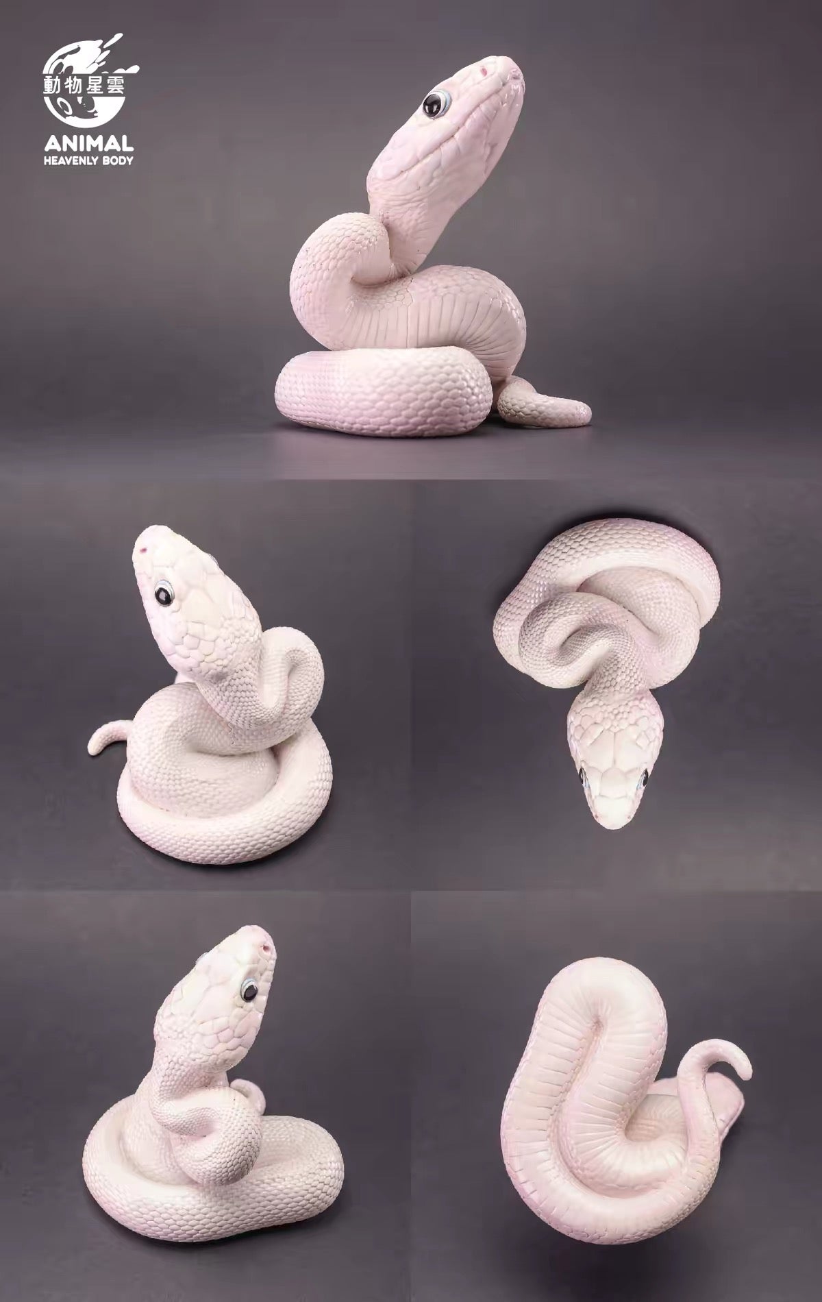 Texas Rat Snake ( Leucistic )| Elaphe Obsoleta