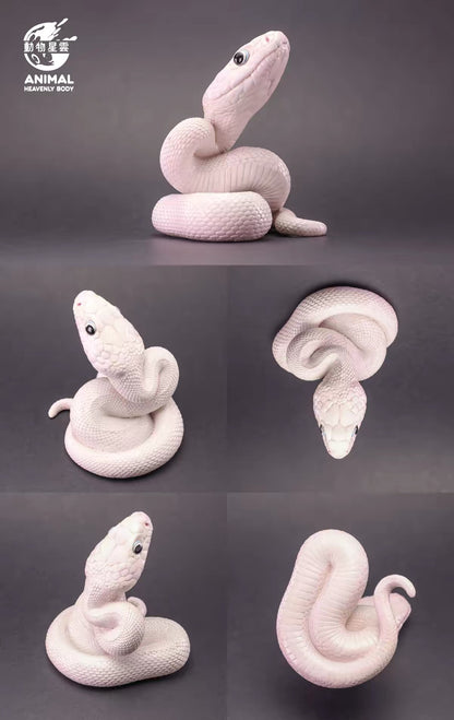 Texas Rat Snake ( Leucistic )| Elaphe Obsoleta