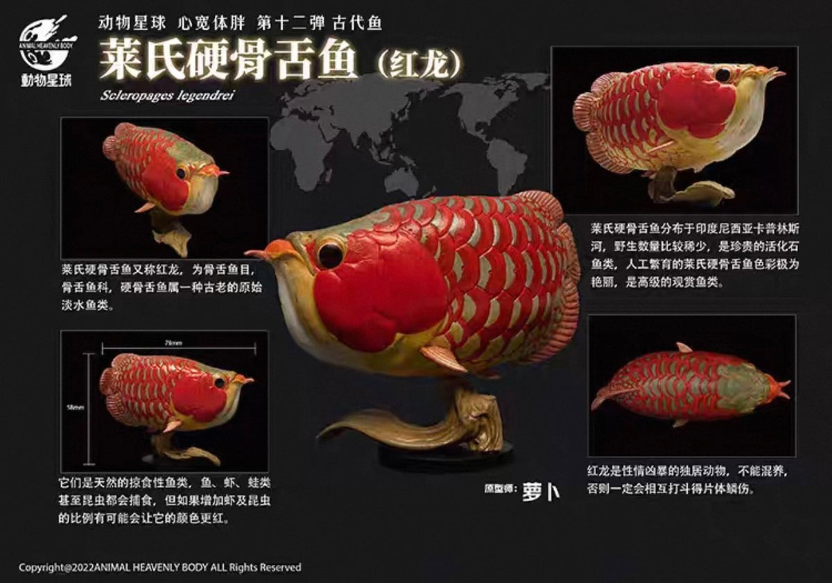 Indonesian Red Arowana | Scleropages Legendrei