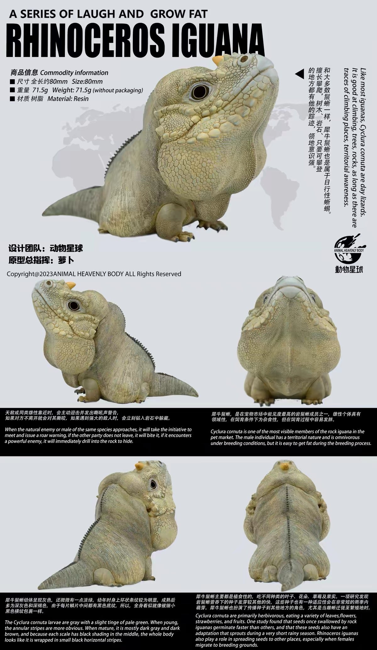 Rhinoceros Iguana | Cyclura Cornuta