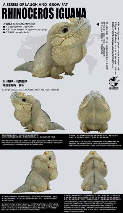 Rhinoceros Iguana | Cyclura Cornuta
