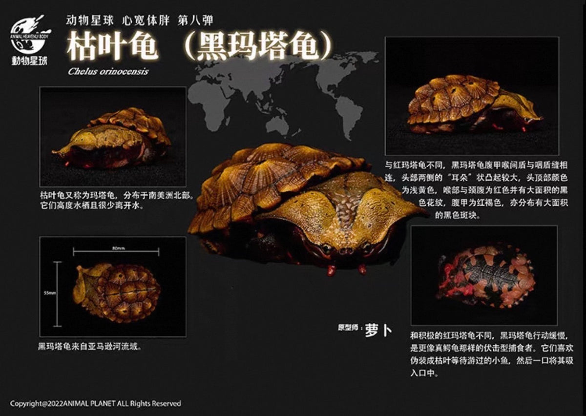 Mata Mata Turtle (Black) | Chelus Fimbriatus