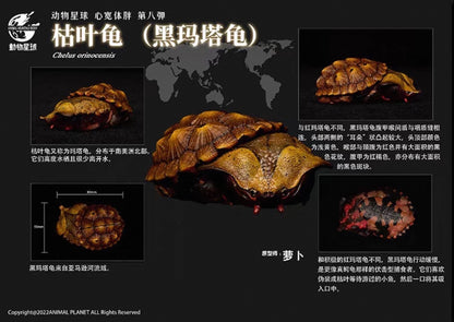 Mata Mata Turtle (Black) | Chelus Fimbriatus