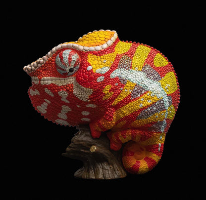 Panther Chameleon | Furcifer Pardalis