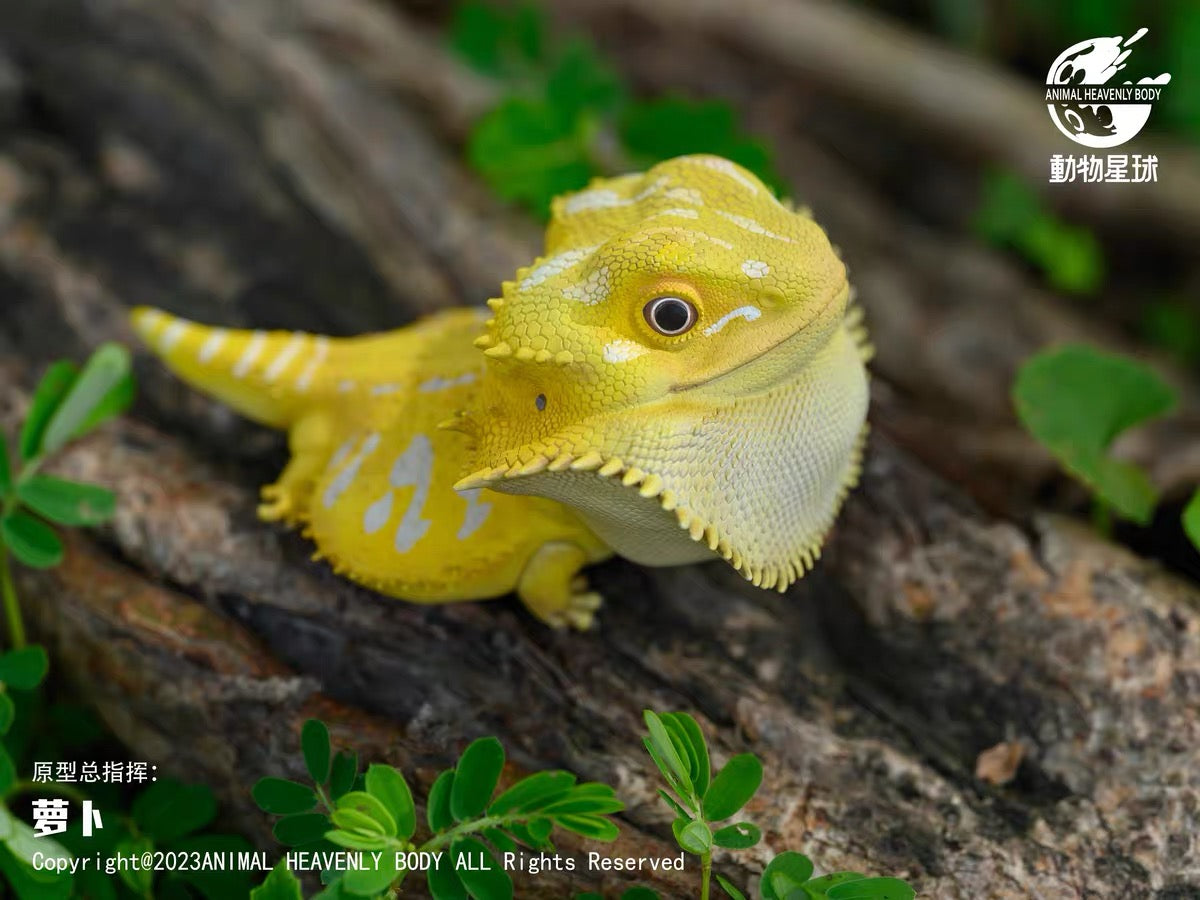 Central Bearded Dragon (Citrus) | Pogona Vitticeps