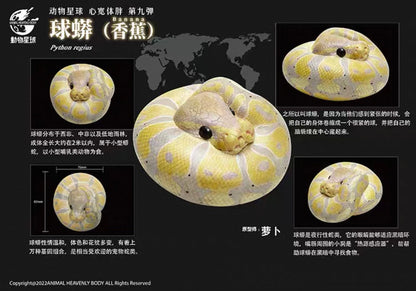 Ball Python (Banana) | Python Regius