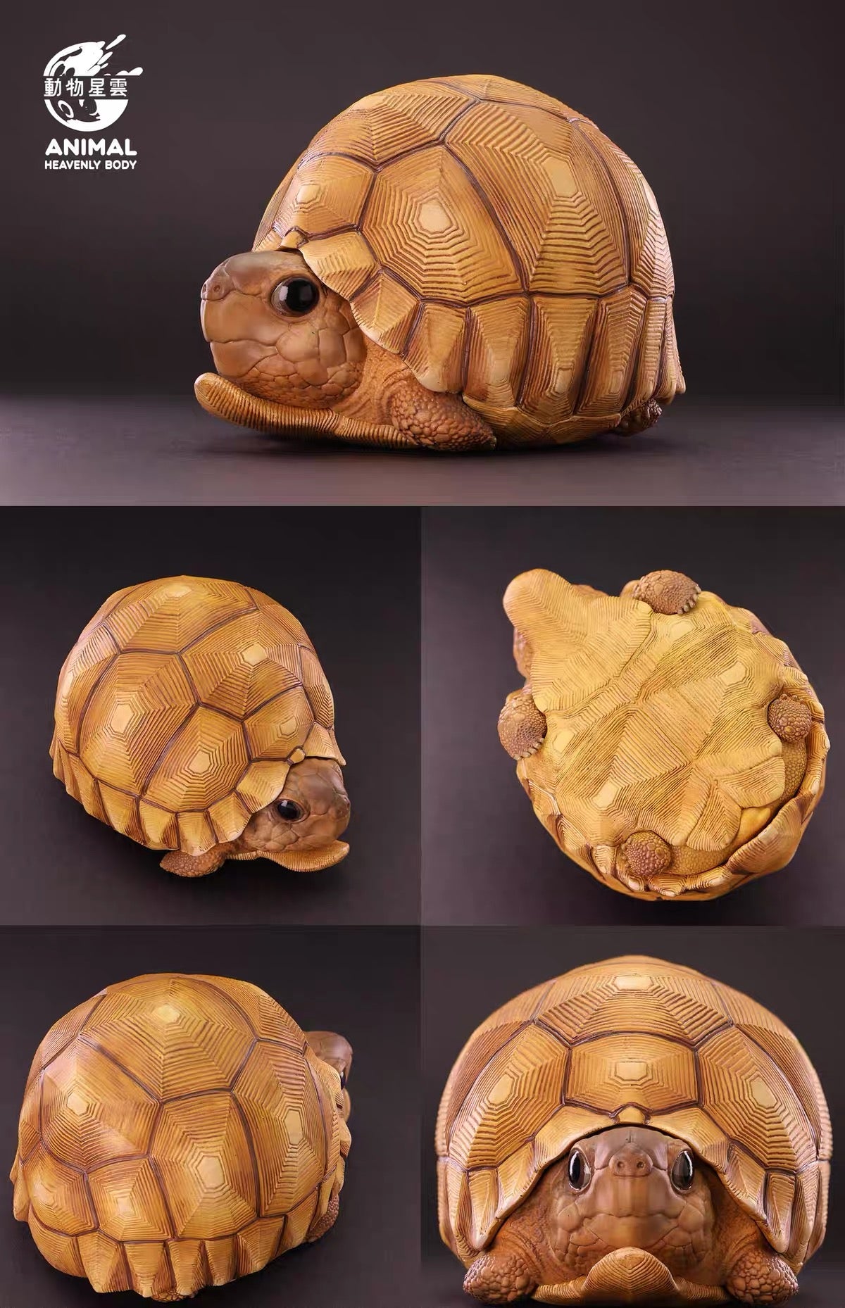 Angonoka Tortoise | Astrochelys Yniphora