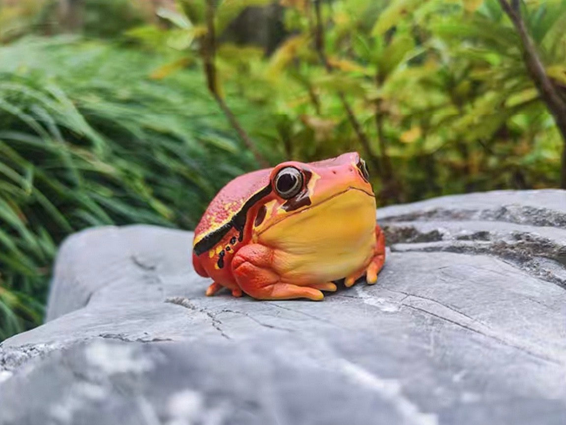 Tomato Frog | Dyscophus