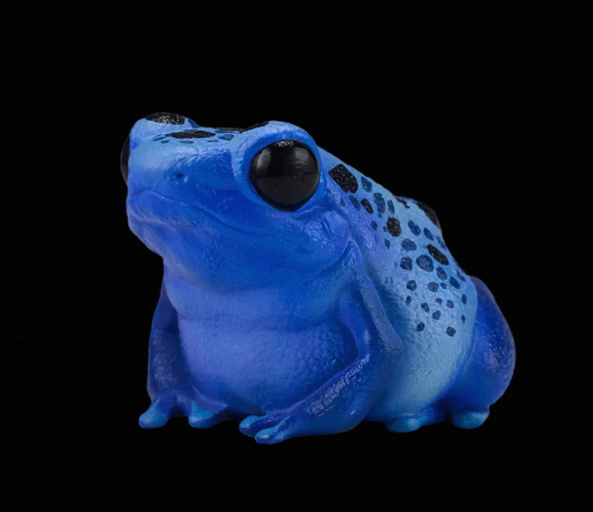 Cobalt Poison Dart Frog | Dendrobates Tinctorius