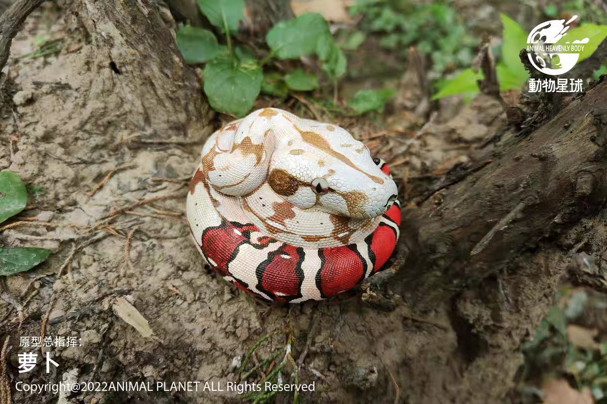 Boa Constrictor | Boa Constrictor Constrictor