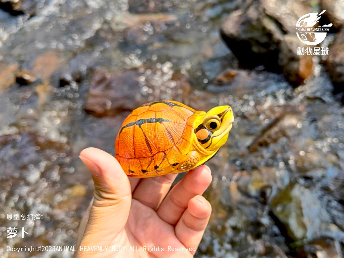 Three-banded Box Turtle | Cuora Trifasciata