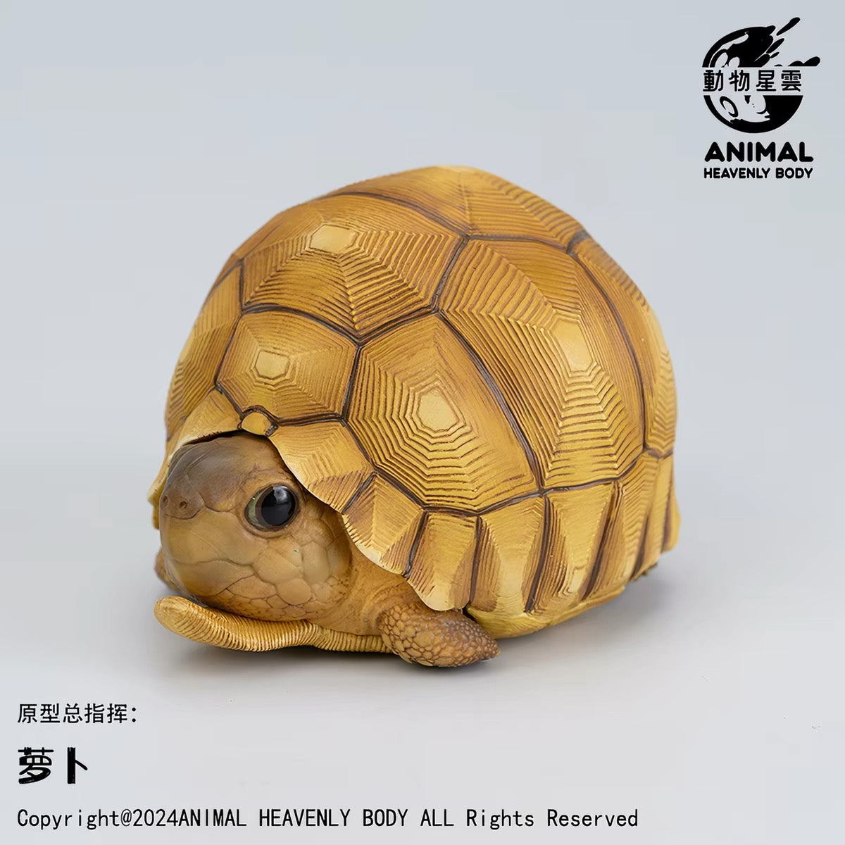 Angonoka Tortoise | Astrochelys Yniphora