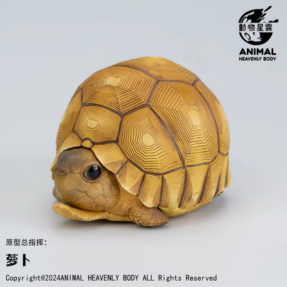 Angonoka Tortoise | Astrochelys Yniphora