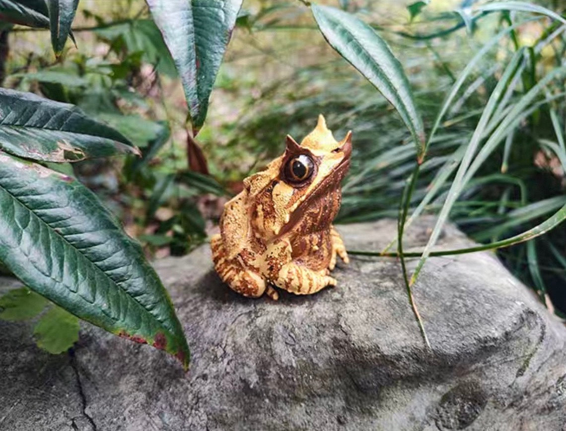 Long-nosed Horned Frog | Megophrys Nasuta